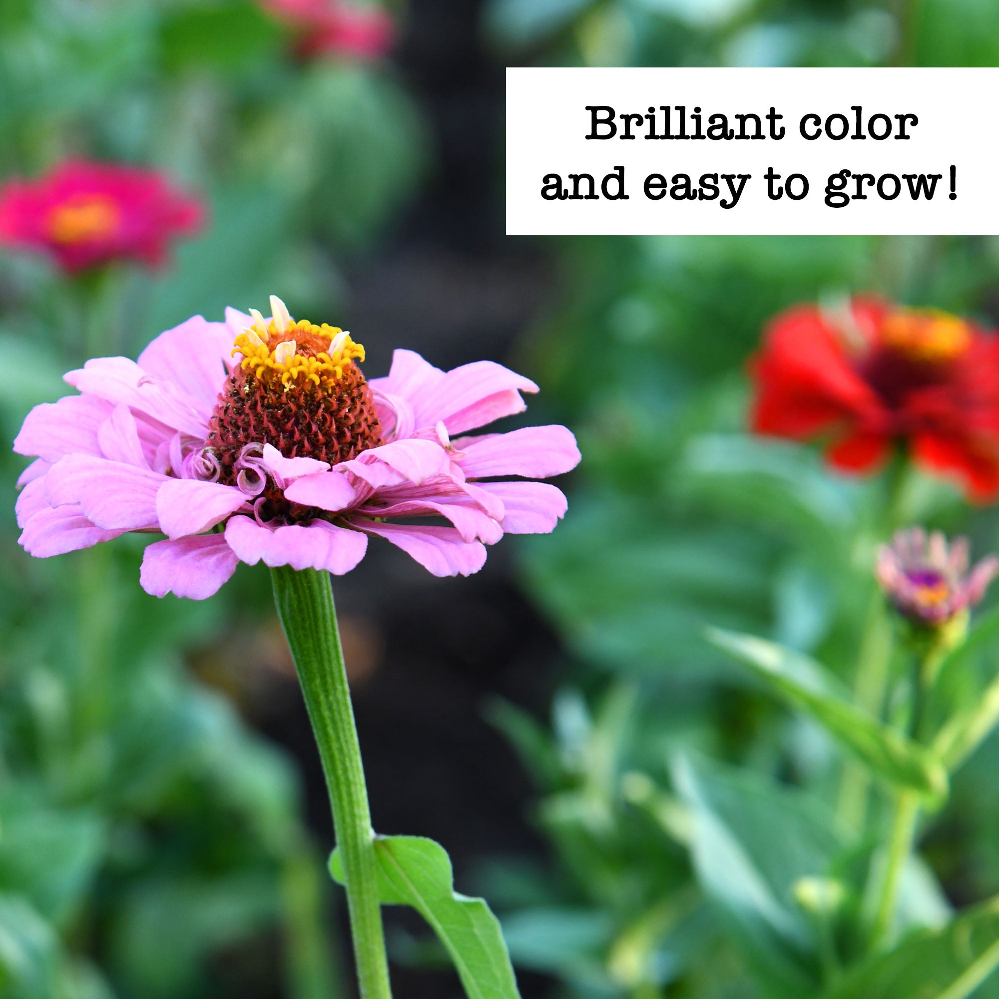 Zinnias in full bloom